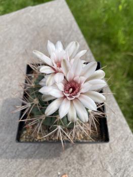 Gymnocalycium nidulans